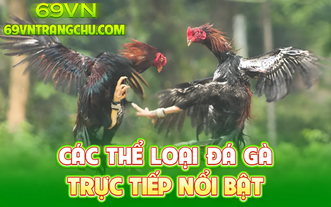 Các thể loại đá gà trực tiếp nổi bật 69VN