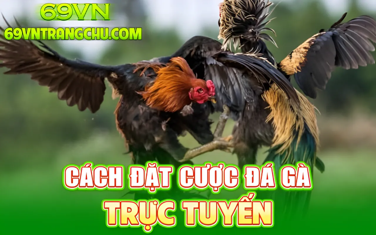 Cách đặt cược đá gà trực tuyến 69VN