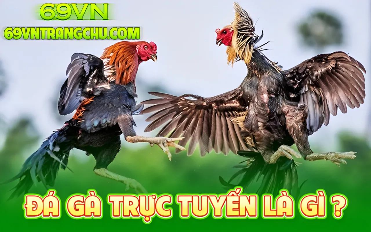 Đá gà trực tuyến 69VN là gì 