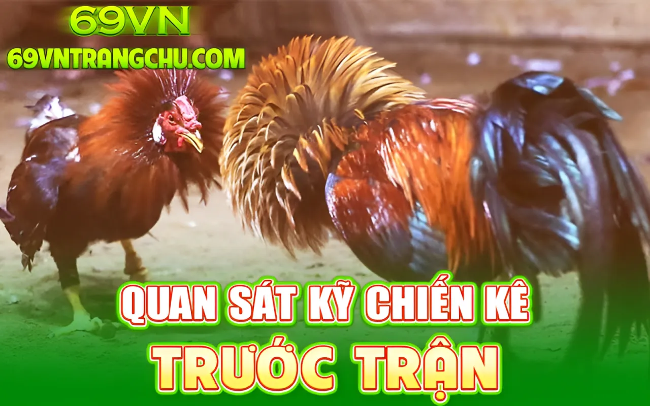 Quan sát kỹ chiến kê trước trận