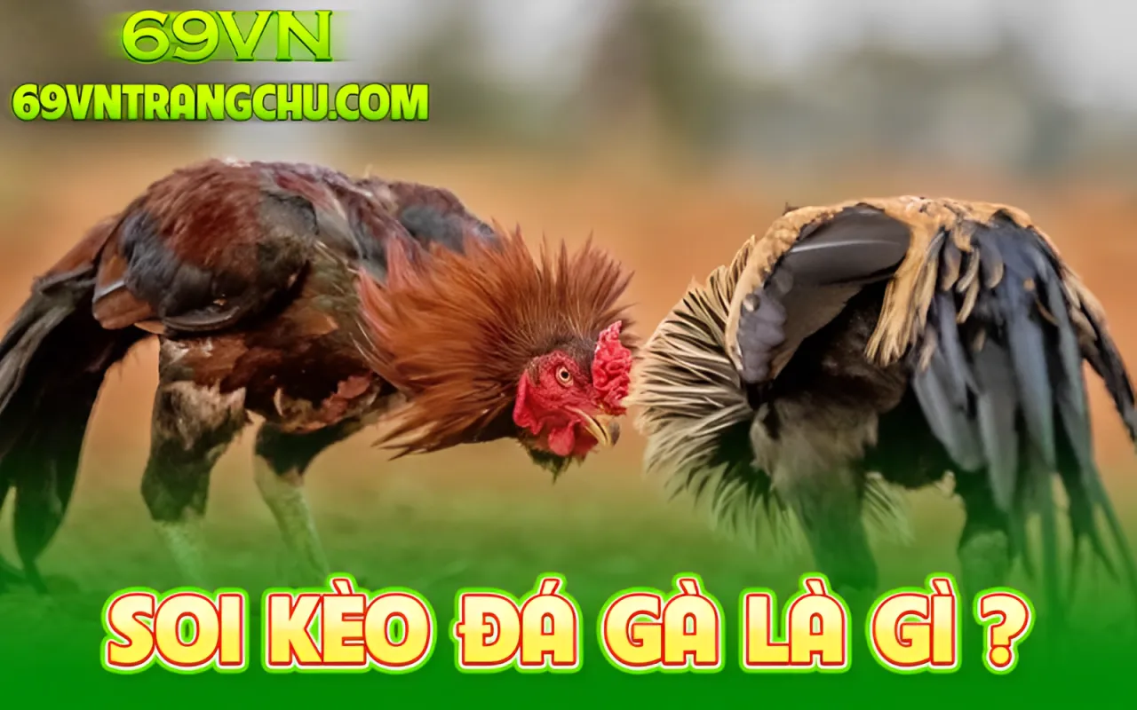 Soi kèo đá gà 69VN là gì